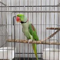 شاه    طوطی   نر