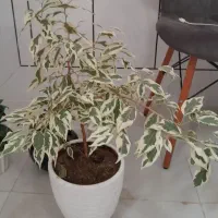 گل طبیعی و زیبا