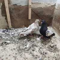نرماده سینه