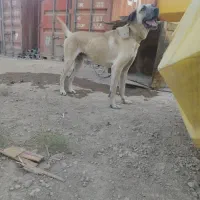 سگ نگهبانی