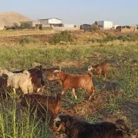 بزغاله نر