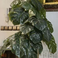 درختچه  مونسترا برگ انجیری خارجی