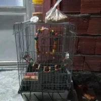 قفس پرنده