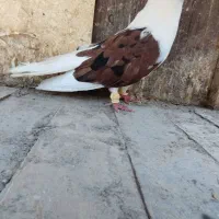 پشت سرخ نر تهرونی