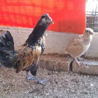 ۴ ماهه
