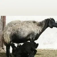 دام گستر نوین ...‌دوقلوزا