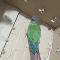 جوجه طوطی