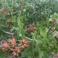 ترکه پسته برای قلمه