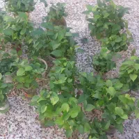 گل های خانگی