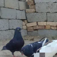 کفترمکس پرشی