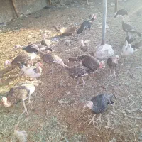 ۷ عدد بوقلمون ۶ ماهه