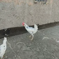 خروس گلین