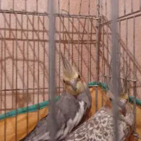 عروس هلندی جفت با جوجه