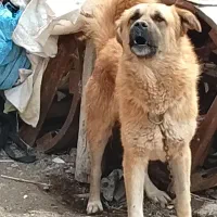 سگ نگهبان