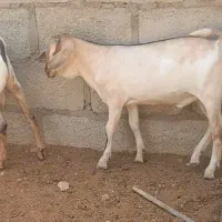 فروش نر شکالی