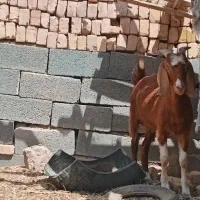 چبش‌چاق