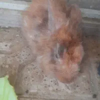 خرگوش لوپ ماده