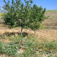 باغ چایان