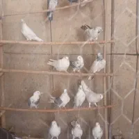 کفتر|پرنده|ملارد, |دیوار