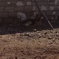 سگ ژرمن واگذاری