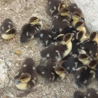 جوجه اردک اسرائیلی / جوجه غاز