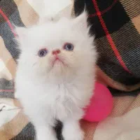 گربه