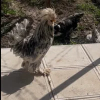 مرغ و خروس نژاد سلطان