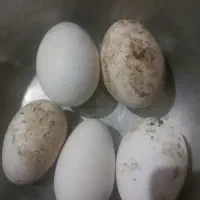 تخم مرغ محلی نطفه دار .