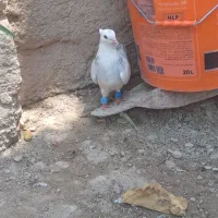 کبوتر
