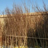 گوجه سبز|گل و گیاه طبیعی|مشهد, مشهدقلی|دیوار