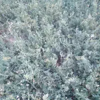 سبزه|لوازم جانبی حیوانات|کرباسک, |دیوار