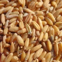 گندم دیم ۲ تن فروشی