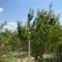 ۴۰۰ متر زمین دشت مشاء دماوند