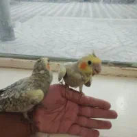 عروس هلندی دستی