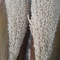 بمب نازایی(گرده نخل وعرق کاشیکو)