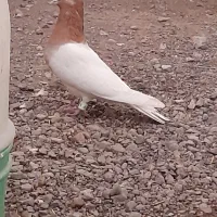 بازیکن|پرنده|بم, |دیوار