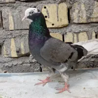 کبوتر ابلغ