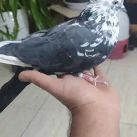 فروش شش عدد کبوتر