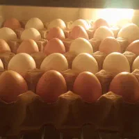 تخم مرغ بومی