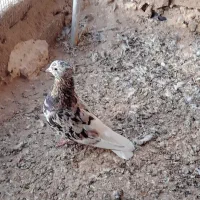 هفت رنگ دم سفید