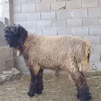بره قوچ شهرکردی