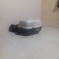 باکس یگ وگربه