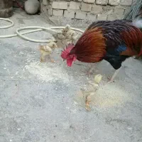 جوجه مرغ محلی