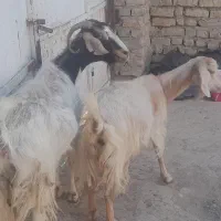 بزشیرا .بزاستاق .بزجوان چاق