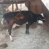 یک راس گاو شیری