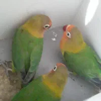 پرنده|پرنده|رفسنجان, |دیوار