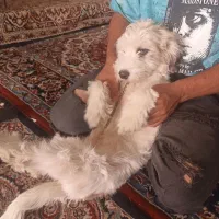سگ پاکوتاه نر