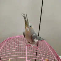 طوطی