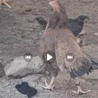 معاوضه با یگ