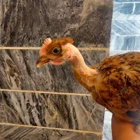 جوجهِ مرغ و خروس گردن دراز اصیل